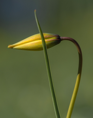 <i class='fa fa-user'></i>&nbsp;Tim Oord&nbsp;|  Wilde of Bostulp&nbsp; <i class='fa fa-eye'>&nbsp;24</i> &nbsp;<i class='fa fa-thumbs-up'>&nbsp;3</i> &nbsp; <i class='fa fa-comment-o'>&nbsp;2</i>