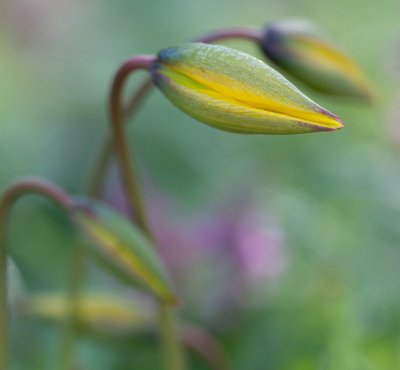 <i class='fa fa-user'></i>&nbsp;Tim Oord&nbsp;|  Wilde of Bostulp&nbsp; <i class='fa fa-eye'>&nbsp;25</i> &nbsp; <i class='fa fa-comment-o'>&nbsp;1</i>