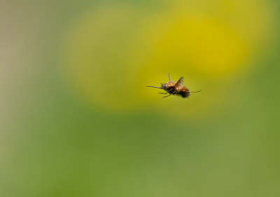 Afgelopen maandag, toen we op zoek waren naar vooral de Oranjetipjes, zag ik enkele Gewone Wolzwevers vliegen.

Deze vlieg, uit de familie van de Wolzwevers, ziet er gevaarlijker uit dan ie werkelijk is. Dat komt voornamelijk door de "dolk" aan de voorkant wat in feite de zuigsnuit is om nectar uit de bloemen te halen.

Soms hangen ze op een mooie afstand, zodra je dan de lens op ze richt verplaatsen ze zich weer een beetje. Het is dan zaak om geduldig te blijven en je kans af te wachten.

Ze hangen trouwens niet echt in de lucht. Hoewel de vlieg lijkt stil te staan, slaan ze met de vleugels zo'n 300x per seconde!

Als ik ze zie, ga ik altijd de uitdaging aan om ze in vlucht te pakken en dat was hier gelukt. Hoge sluitertijd van 1/4000 gebruikt.

Uit de hand genomen.