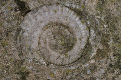 <i class='fa fa-user'></i>&nbsp;daan de vos&nbsp;|  Ammoniet sp.&nbsp; <i class='fa fa-eye'>&nbsp;25</i> &nbsp; <i class='fa fa-comment-o'>&nbsp;1</i>