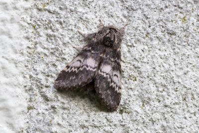 <i class='fa fa-user'></i>&nbsp;Martin Verbeeten&nbsp;|  Maantandvlinder&nbsp; <i class='fa fa-eye'>&nbsp;14</i> &nbsp; <i class='fa fa-comment-o'>&nbsp;0</i>