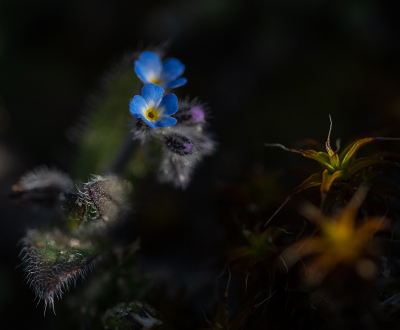 <i class='fa fa-user'></i>&nbsp;Eef Kieft&nbsp;|  Ruw vergeet-me-nietje&nbsp; <i class='fa fa-eye'>&nbsp;15</i> &nbsp; <i class='fa fa-comment-o'>&nbsp;0</i>