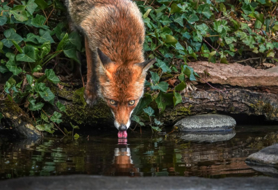 <i class='fa fa-user'></i>&nbsp;Jacolienl&nbsp;|  Vos&nbsp; <i class='fa fa-eye'>&nbsp;31</i> &nbsp;<i class='fa fa-thumbs-up'>&nbsp;4</i> &nbsp; <i class='fa fa-comment-o'>&nbsp;2</i>