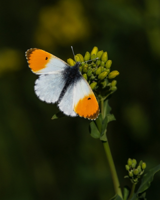 <i class='fa fa-user'></i>&nbsp;Johan van Gurp&nbsp;|  Oranjetipje&nbsp; <i class='fa fa-eye'>&nbsp;18</i> &nbsp;<i class='fa fa-thumbs-up'>&nbsp;1</i> &nbsp; <i class='fa fa-comment-o'>&nbsp;1</i>