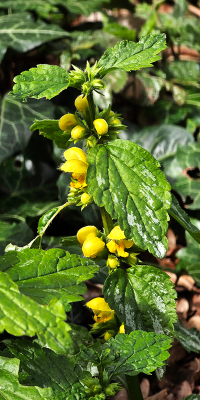 <i class='fa fa-user'></i>&nbsp;guidomwm&nbsp;|  Gele Dovenetel&nbsp; <i class='fa fa-eye'>&nbsp;9</i> &nbsp; <i class='fa fa-comment-o'>&nbsp;0</i>