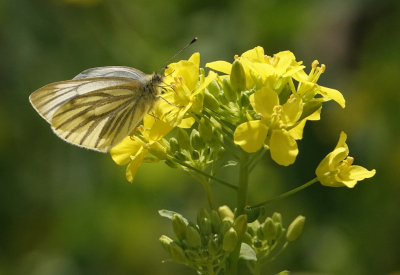 <i class='fa fa-user'></i>&nbsp;ko katsman&nbsp;|  Klein Geaderd Witje&nbsp; <i class='fa fa-eye'>&nbsp;11</i> &nbsp; <i class='fa fa-comment-o'>&nbsp;0</i>