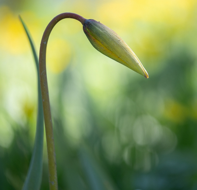 <i class='fa fa-user'></i>&nbsp;Tim Oord&nbsp;|  Wilde of Bostulp&nbsp; <i class='fa fa-eye'>&nbsp;11</i> &nbsp; <i class='fa fa-comment-o'>&nbsp;0</i>