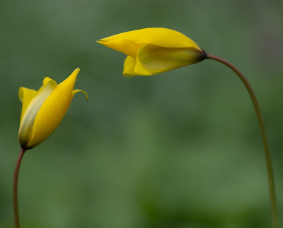 <i class='fa fa-user'></i>&nbsp;Tim Oord&nbsp;|  Wilde of Bostulp&nbsp; <i class='fa fa-eye'>&nbsp;12</i> &nbsp; <i class='fa fa-comment-o'>&nbsp;0</i>