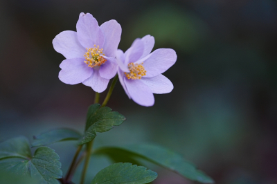 <i class='fa fa-user'></i>&nbsp;hesterb&nbsp;|  Bosanemoon&nbsp; <i class='fa fa-eye'>&nbsp;10</i> &nbsp; <i class='fa fa-comment-o'>&nbsp;0</i>