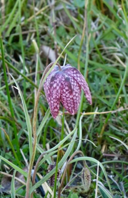 <i class='fa fa-user'></i>&nbsp;Rob Leopold&nbsp;|  Wilde Kievitsbloem&nbsp; <i class='fa fa-eye'>&nbsp;10</i> &nbsp; <i class='fa fa-comment-o'>&nbsp;2</i>