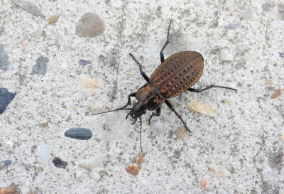 <i class='fa fa-user'></i>&nbsp;Jovanzo&nbsp;|  Moerasschallebijter&nbsp; <i class='fa fa-eye'>&nbsp;9</i> &nbsp; <i class='fa fa-comment-o'>&nbsp;1</i>