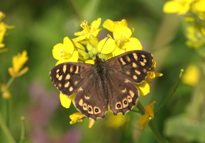 <i class='fa fa-user'></i>&nbsp;ko katsman&nbsp;|  Bont Zandoogje&nbsp; <i class='fa fa-eye'>&nbsp;9</i> &nbsp; <i class='fa fa-comment-o'>&nbsp;0</i>