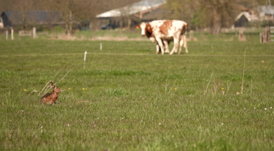 <i class='fa fa-user'></i>&nbsp;nelappelmelk&nbsp;|  Haas&nbsp; <i class='fa fa-eye'>&nbsp;23</i> &nbsp; <i class='fa fa-comment-o'>&nbsp;0</i>