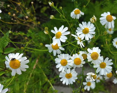 <i class='fa fa-user'></i>&nbsp;guidomwm&nbsp;|  Echte Kamille&nbsp; <i class='fa fa-eye'>&nbsp;14</i> &nbsp; <i class='fa fa-comment-o'>&nbsp;2</i>