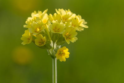 <i class='fa fa-user'></i>&nbsp;Willem Verhagen&nbsp;|  Gulden Sleutelbloem&nbsp; <i class='fa fa-eye'>&nbsp;13</i> &nbsp; <i class='fa fa-comment-o'>&nbsp;1</i>