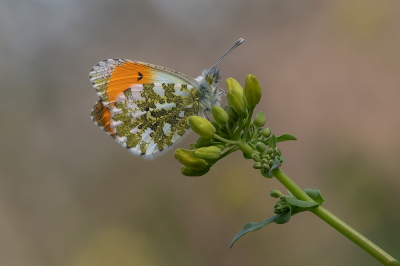Nature picture: 1. Oranjetipje