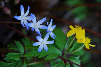 <i class='fa fa-user'></i>&nbsp;hesterb&nbsp;|  Gele Bosanemoon&nbsp; <i class='fa fa-eye'>&nbsp;15</i> &nbsp;<i class='fa fa-thumbs-up'>&nbsp;1</i> &nbsp; <i class='fa fa-comment-o'>&nbsp;2</i>