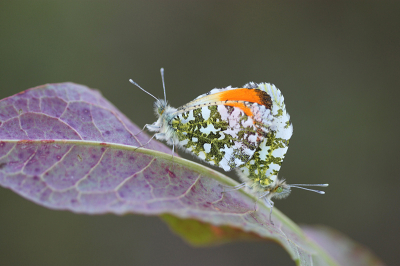 <i class='fa fa-user'></i>&nbsp;Paul Vandebroek&nbsp;|  Oranjetipje&nbsp; <i class='fa fa-eye'>&nbsp;10</i> &nbsp;<i class='fa fa-thumbs-up'>&nbsp;1</i> &nbsp; <i class='fa fa-comment-o'>&nbsp;1</i>