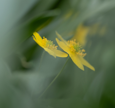 <i class='fa fa-user'></i>&nbsp;Tim Oord&nbsp;|  Gele Anemoon&nbsp; <i class='fa fa-eye'>&nbsp;10</i> &nbsp; <i class='fa fa-comment-o'>&nbsp;0</i>