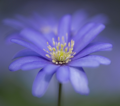 <i class='fa fa-user'></i>&nbsp;Tim Oord&nbsp;|  Blauwe Anemoon&nbsp; <i class='fa fa-eye'>&nbsp;3</i> &nbsp; <i class='fa fa-comment-o'>&nbsp;0</i>