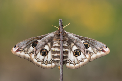 <i class='fa fa-user'></i>&nbsp;daan de vos&nbsp;|  Nachtpauwoog&nbsp; <i class='fa fa-eye'>&nbsp;3</i> &nbsp;<i class='fa fa-thumbs-up'>&nbsp;1</i> &nbsp; <i class='fa fa-comment-o'>&nbsp;0</i>