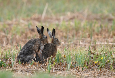 <i class='fa fa-user'></i>&nbsp;Eric Gibcus&nbsp;|  Haas&nbsp; <i class='fa fa-eye'>&nbsp;2</i> &nbsp; <i class='fa fa-comment-o'>&nbsp;0</i>