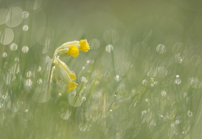Traditioneel ga ik in april op zoek naar deze mooie bloemen en ook nu vond ik weer tal van Gulden Sleutelbloemen in hetzelfde veld als voorgaande jaren.

Het was die nacht fris geweest en tegenlicht i.c.m. dauw zorgden voor een mooi sfeertje.

Camera laag boven de grond en kijkend op het kantelbaar schermpje via LiveView.