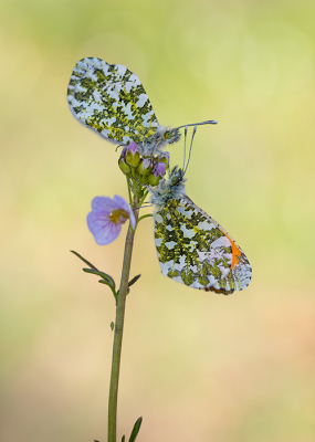 Nature picture: 1. Orange Tip