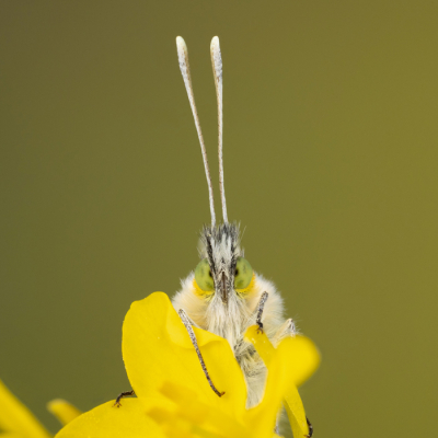 <i class='fa fa-user'></i>&nbsp;Reinier van den Born&nbsp;|  Oranjetipje&nbsp; <i class='fa fa-eye'>&nbsp;19</i> &nbsp; <i class='fa fa-comment-o'>&nbsp;0</i>