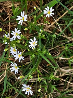 <i class='fa fa-user'></i>&nbsp;guidomwm&nbsp;|  Grote Muur&nbsp; <i class='fa fa-eye'>&nbsp;14</i> &nbsp; <i class='fa fa-comment-o'>&nbsp;0</i>