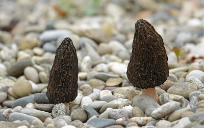 <i class='fa fa-user'></i>&nbsp;nelappelmelk&nbsp;|  Kegelmorielje&nbsp; <i class='fa fa-eye'>&nbsp;16</i> &nbsp; <i class='fa fa-comment-o'>&nbsp;0</i>