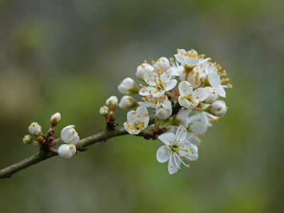 <i class='fa fa-user'></i>&nbsp;Tineke Strijbosch&nbsp;|  Sleedoorn&nbsp; <i class='fa fa-eye'>&nbsp;6</i> &nbsp; <i class='fa fa-comment-o'>&nbsp;1</i>