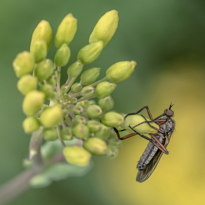 <i class='fa fa-user'></i>&nbsp;Johan van Gurp&nbsp;|  Zilvervlekdansvlieg&nbsp; <i class='fa fa-eye'>&nbsp;17</i> &nbsp;<i class='fa fa-thumbs-up'>&nbsp;1</i> &nbsp; <i class='fa fa-comment-o'>&nbsp;1</i>