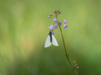 <i class='fa fa-user'></i>&nbsp;Jurgen Maassen&nbsp;|  Klein Koolwitje&nbsp; <i class='fa fa-eye'>&nbsp;14</i> &nbsp; <i class='fa fa-comment-o'>&nbsp;0</i>