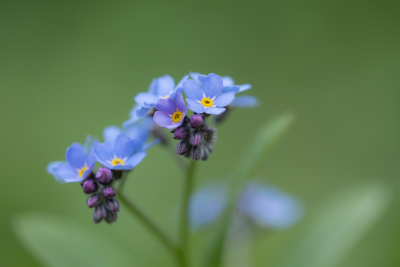 <i class='fa fa-user'></i>&nbsp;Tim Oord&nbsp;|  Bosvergeet-mij-nietje&nbsp; <i class='fa fa-eye'>&nbsp;15</i> &nbsp; <i class='fa fa-comment-o'>&nbsp;0</i>