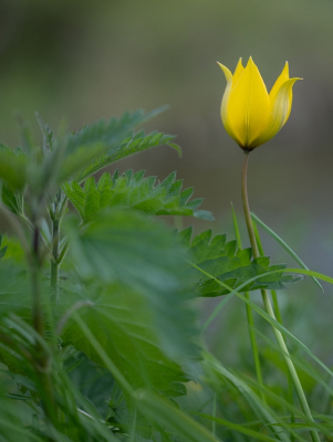 <i class='fa fa-user'></i>&nbsp;Tim Oord&nbsp;|  Wilde of Bostulp&nbsp; <i class='fa fa-eye'>&nbsp;16</i> &nbsp; <i class='fa fa-comment-o'>&nbsp;0</i>