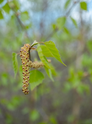 <i class='fa fa-user'></i>&nbsp;Tim Oord&nbsp;|  Berk&nbsp; <i class='fa fa-eye'>&nbsp;12</i> &nbsp; <i class='fa fa-comment-o'>&nbsp;0</i>