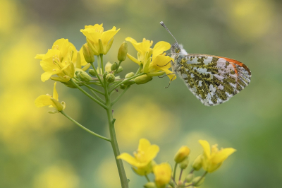 <i class='fa fa-user'></i>&nbsp;Johan van Gurp&nbsp;|  Oranjetipje&nbsp; <i class='fa fa-eye'>&nbsp;16</i> &nbsp; <i class='fa fa-comment-o'>&nbsp;1</i>