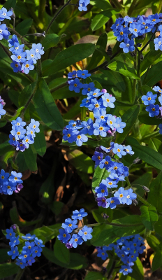 <i class='fa fa-user'></i>&nbsp;guidomwm&nbsp;|  Bosvergeet-mij-nietje&nbsp; <i class='fa fa-eye'>&nbsp;5</i> &nbsp; <i class='fa fa-comment-o'>&nbsp;0</i>