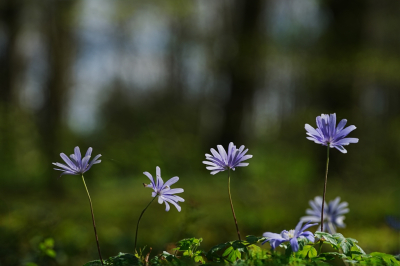 <i class='fa fa-user'></i>&nbsp;hesterb&nbsp;|  Blauwe Anemoon&nbsp; <i class='fa fa-eye'>&nbsp;16</i> &nbsp; <i class='fa fa-comment-o'>&nbsp;1</i>