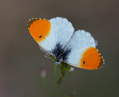 <i class='fa fa-user'></i>&nbsp;Paul Vandebroek&nbsp;|  Oranjetipje&nbsp; <i class='fa fa-eye'>&nbsp;25</i> &nbsp;<i class='fa fa-thumbs-up'>&nbsp;3</i> &nbsp; <i class='fa fa-comment-o'>&nbsp;5</i>