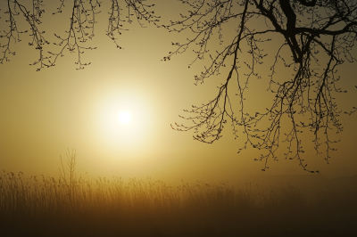 <i class='fa fa-user'></i>&nbsp;hesterb&nbsp;|  Mistige morgen&nbsp; <i class='fa fa-eye'>&nbsp;21</i> &nbsp;<i class='fa fa-thumbs-up'>&nbsp;2</i> &nbsp; <i class='fa fa-comment-o'>&nbsp;4</i>