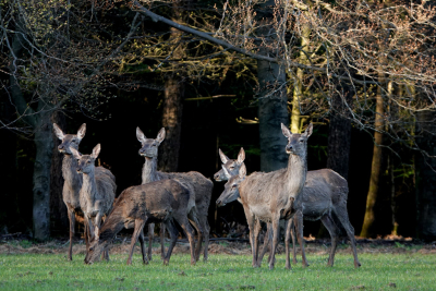 <i class='fa fa-user'></i>&nbsp;nelappelmelk&nbsp;|  Edelhert&nbsp; <i class='fa fa-eye'>&nbsp;12</i> &nbsp; <i class='fa fa-comment-o'>&nbsp;0</i>