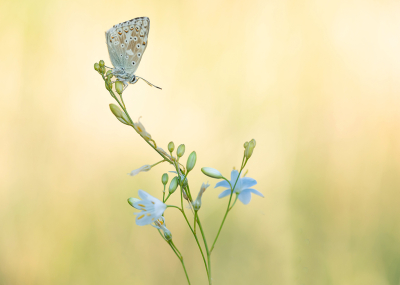 <i class='fa fa-user'></i>&nbsp;Tom&nbsp;|  Bleek Blauwtje&nbsp; <i class='fa fa-eye'>&nbsp;29</i> &nbsp;<i class='fa fa-thumbs-up'>&nbsp;3</i> &nbsp; <i class='fa fa-comment-o'>&nbsp;3</i>