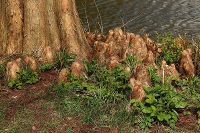 <i class='fa fa-user'></i>&nbsp;frbeuming&nbsp;|  Moerascipres&nbsp; <i class='fa fa-eye'>&nbsp;16</i> &nbsp; <i class='fa fa-comment-o'>&nbsp;1</i>