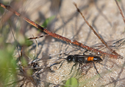 <i class='fa fa-user'></i>&nbsp;Eef Kieft&nbsp;|  Ruige Aardrupsendoder&nbsp; <i class='fa fa-eye'>&nbsp;3</i> &nbsp; <i class='fa fa-comment-o'>&nbsp;0</i>