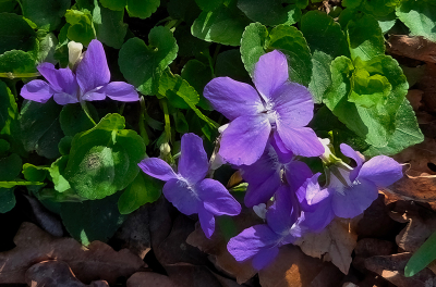 <i class='fa fa-user'></i>&nbsp;guidomwm&nbsp;|  Bleeksporig Bosviooltje&nbsp; <i class='fa fa-eye'>&nbsp;10</i> &nbsp; <i class='fa fa-comment-o'>&nbsp;2</i>