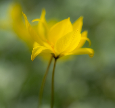 <i class='fa fa-user'></i>&nbsp;Tim Oord&nbsp;|  Wilde of Bostulp&nbsp; <i class='fa fa-eye'>&nbsp;10</i> &nbsp; <i class='fa fa-comment-o'>&nbsp;0</i>