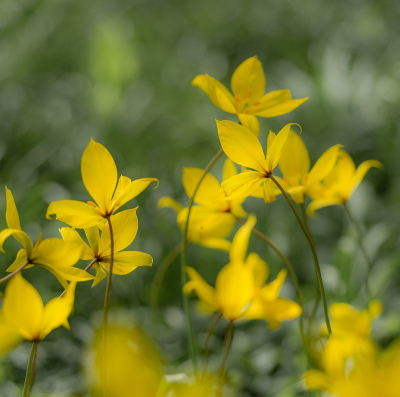 <i class='fa fa-user'></i>&nbsp;Tim Oord&nbsp;|  Wilde of Bostulp&nbsp; <i class='fa fa-eye'>&nbsp;4</i> &nbsp; <i class='fa fa-comment-o'>&nbsp;0</i>