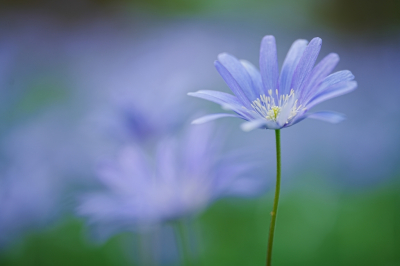 <i class='fa fa-user'></i>&nbsp;hesterb&nbsp;|  Blauwe Anemoon&nbsp; <i class='fa fa-eye'>&nbsp;7</i> &nbsp; <i class='fa fa-comment-o'>&nbsp;0</i>